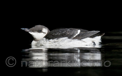 BB 11 0374 / Uria aalge / Lomvi